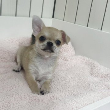 チワワ(スムース)【埼玉県・男の子・2025年8月2日・レッド】の写真「毎日元気に遊んでます♪」