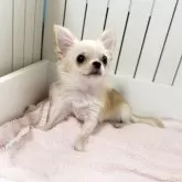 チワワ(ロング)