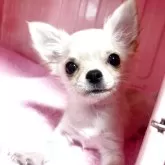 チワワ(ロング)