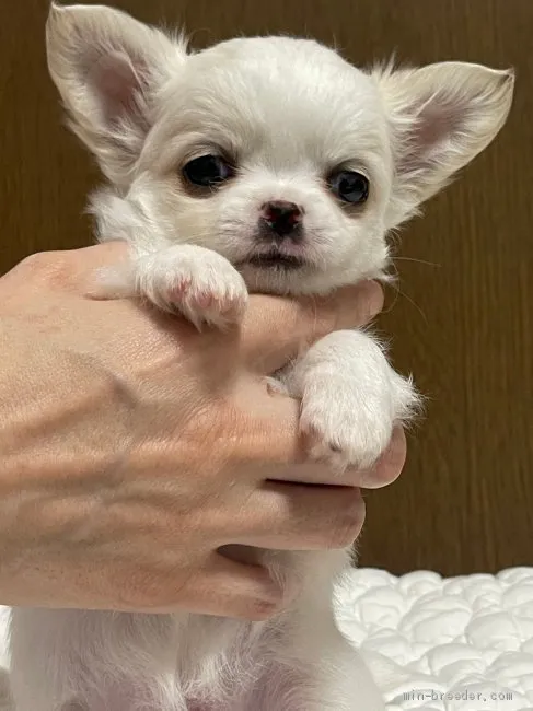 ID:2104-01759の子犬
