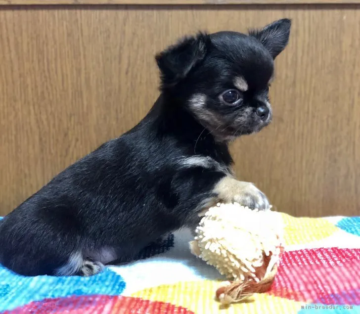 ID:1809-01766の子犬