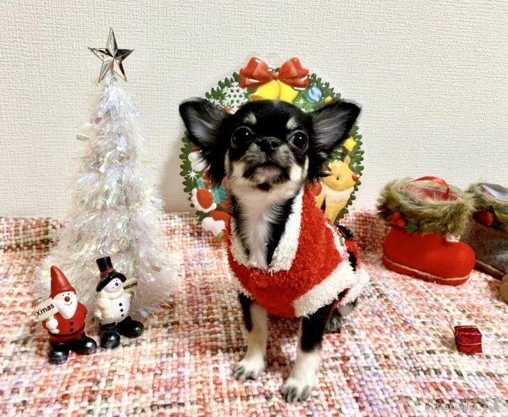 ID:1809-01767の子犬