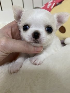 チワワ(ロング)【埼玉県・女の子・2021年3月14日・ホワイト&クリーム】の写真「スペシャルな女の子」