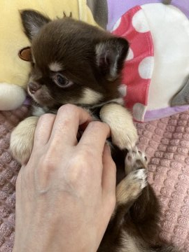 チワワ(ロング)【埼玉県・女の子・2022年3月5日・チョコタン】の写真「ちょっとビビりさんですが慣れたら甘えん坊♪」