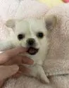 チワワ(ロング)【埼玉県・男の子・2021年3月14日・クリーム】の写真2