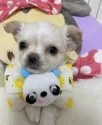 チワワ(ロング)【埼玉県・男の子・2021年3月14日・クリーム】の写真3