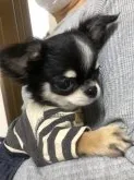チワワ(ロング)【埼玉県・男の子・2019年1月11日・ブラックタンアンドホワイト】の写真5「甘ったれです♪」