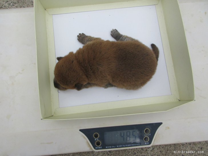 古市健治ブリーダーのブログ：月子姫の仔犬生後１５日目順調に成都央しています。