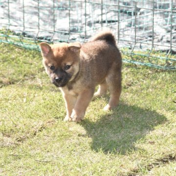 柴犬(標準サイズ)【三重県・女の子・2025年9月8日・赤】の写真「綺麗な赤柴、父犬賞歴は全国展壮犬賞。支部展本部賞」