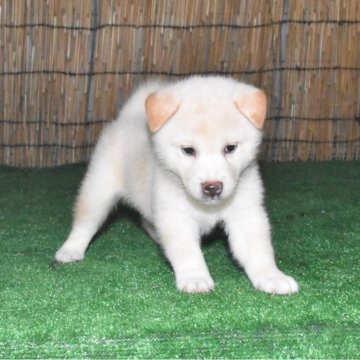 柴犬(標準サイズ)【三重県・男の子・2025年8月8日・白】の写真「☆活発でなっつこい白雄です。」