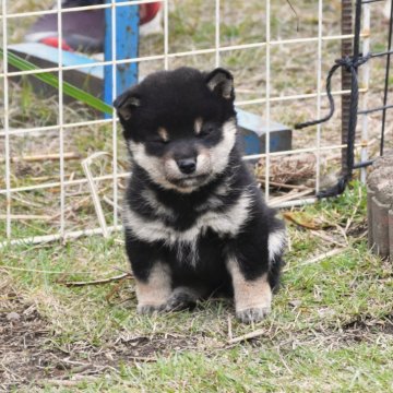 柴犬(標準サイズ)【三重県・女の子・2025年10月3日・黒】の写真「配色素晴らしい黒柴雌です、お勧めできる子犬です。」