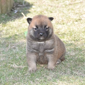 柴犬(標準サイズ)【三重県・女の子・2025年10月16日・赤】の写真「眼型・口吻・頭部発達理想父犬豆柴認定犬体高35ｃｍ」