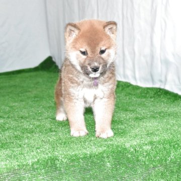 柴犬(標準サイズ)【三重県・男の子・2025年3月9日・赤】の写真「1級品、父犬ただいま展覧会で活躍中。すごい雄犬です」