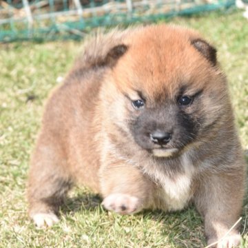 柴犬(標準サイズ)【三重県・女の子・2025年10月16日・赤】の写真「眼型・口吻・頭部発達理想父犬豆柴認定犬体高35ｃｍ」