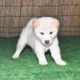 柴犬(標準サイズ)