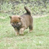 柴犬(標準サイズ)