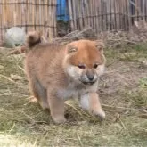 柴犬(標準サイズ)