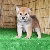 柴犬(標準サイズ)