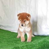 柴犬(標準サイズ)