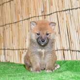 柴犬(豆柴)