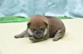 柴犬(標準サイズ)【三重県・男の子・2025年2月14日・赤】の写真3