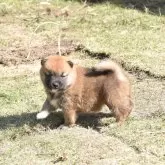 柴犬(標準サイズ)【三重県・女の子・2025年10月16日・赤】の写真7