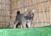 柴犬(標準サイズ)【三重県・男の子・2025年8月8日・赤】の写真8
