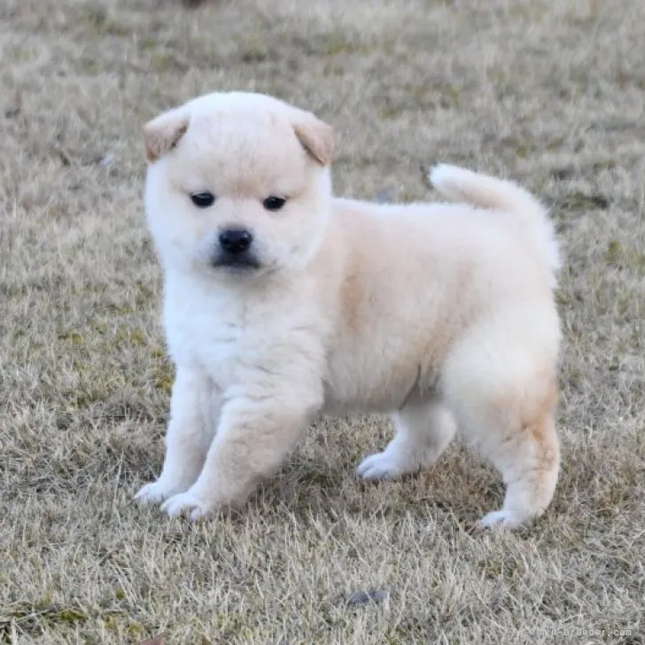 ID:2303-03126の子犬