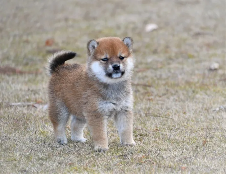 kayotan 様のお迎えした子犬