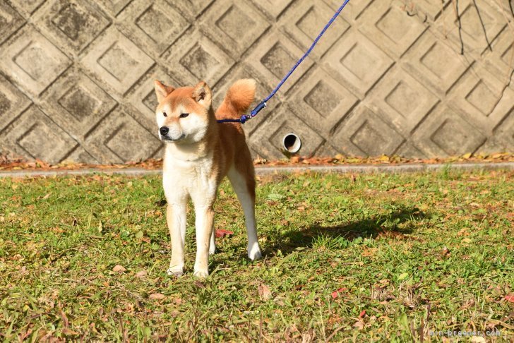 柴犬(標準サイズ)【・男の子・2017年7月29日・赤】