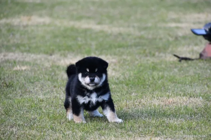 ID:2111-00694の子犬