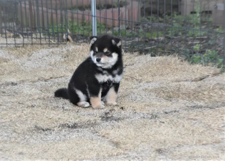 すぬたん 様のお迎えした子犬