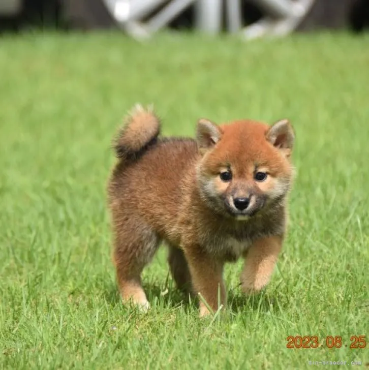 bog 様のお迎えした子犬