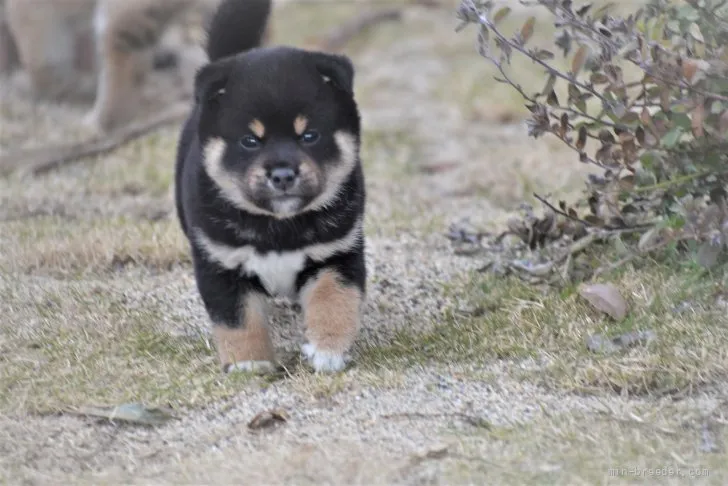 カンベー 様のお迎えした子犬