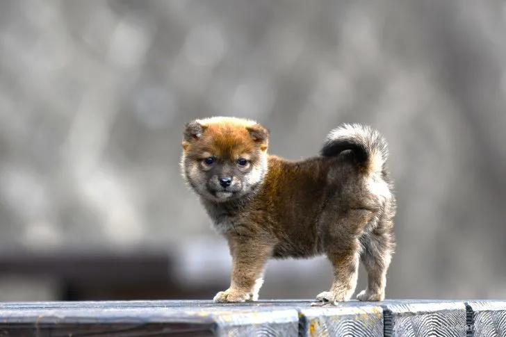 H 様のお迎えした子犬