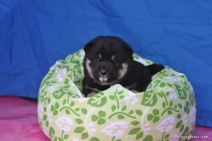 ID：1703-00790の子犬