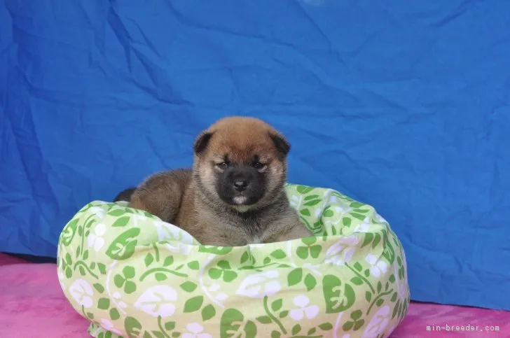 ID:1703-00788の子犬