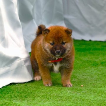 柴犬(標準サイズ)【三重県・男の子・2023年2月25日・赤】の写真「父犬昨年の全国展壮犬組2席壮犬賞授賞、本部賞授賞」
