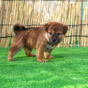柴犬(標準サイズ)【三重県・男の子・2024年6月30日・赤】の写真「綺麗な赤柴雄です」