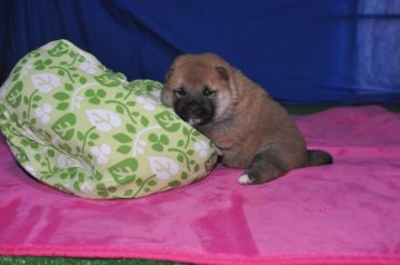 柴犬(標準サイズ)【三重県・男の子・2017年4月24日・濃い赤柴、  別格】の写真「濃い赤柴、展覧会に出陳して楽しまれると思います」