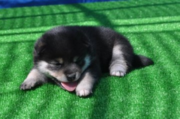 柴犬(標準サイズ)【三重県・女の子・2017年4月17日・黒柴、理想の配色です。】の写真「チョット小さめの黒柴の女の子」