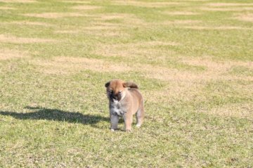 柴犬(標準サイズ)【三重県・女の子・2021年10月1日・赤】の写真「活発な女の子です。父犬賞歴あり素晴らしい血統です」