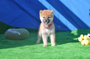 柴犬(標準サイズ)【三重県・男の子・2017年10月20日・赤】の写真「気迫満点・ハンサムな男の子」