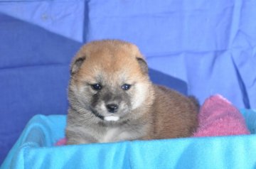 柴犬(標準サイズ)【三重県・女の子・2017年1月10日・赤】の写真「襟元・胸元、真っ白い綺麗な赤柴になると思います。」