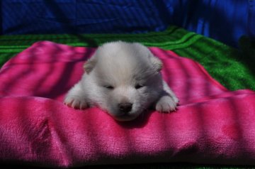 柴犬(標準サイズ)【三重県・男の子・2017年4月17日・淡赤(白柴)】の写真「鼻黒の淡赤（白柴）男前です」