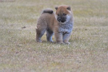 柴犬(標準サイズ)【三重県・女の子・2021年10月19日・赤】の写真「活発な雌犬です。父犬展覧会入賞しています。」