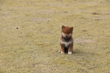柴犬(豆柴)【三重県・女の子・2022年1月24日・赤】の写真「両親豆柴認定犬の子犬です。」