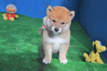 柴犬(標準サイズ)【三重県・男の子・2019年8月10日・赤】の写真「ある企業の商品のカタログの撮影にモデルとして出演し」