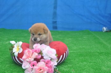 柴犬(標準サイズ)【三重県・女の子・2017年7月21日・とてもかわいい赤毛のお嬢ちゃん】の写真「眼を見つめていると可愛すぎて見とれちゃう、お嬢ちゃ」