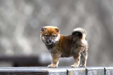 柴犬(豆柴)【三重県・男の子・2021年12月15日・赤】の写真「両親豆柴認定犬の子犬です。」